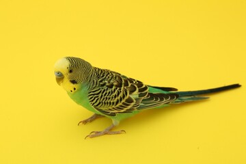 Beautiful parrot on yellow background. Exotic pet