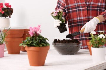 Transplanting houseplants. Woman with trowel, flowers and empty pots at white table indoors, closeup