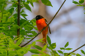 A Male Baltimore Oriole perches in a tree at Tawas Point State Park, in East Tawas, Michigan.