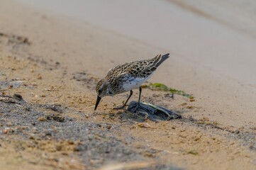A White Rumped Sandpiper at Tawas Point State Park, in East Tawas, Michigan.