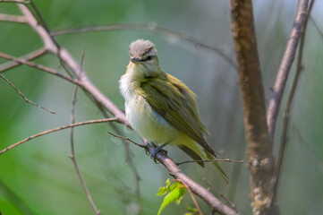 A Red-Eyed Vireo at Tawas Point State Park, in East Tawas, Michigan.