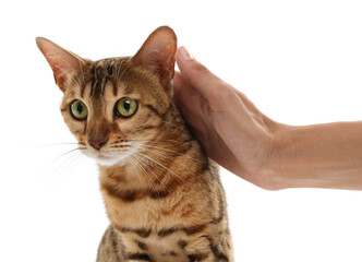 Woman petting cute Bengal cat on white background, closeup