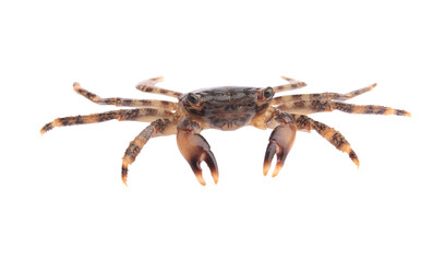 One fresh raw crab isolated on white