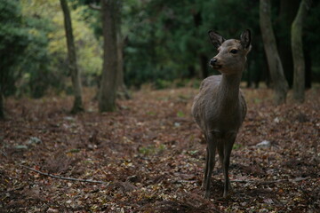 森の中の鹿