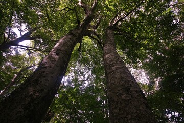 二つの大きな木