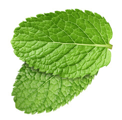 Obraz premium Fresh green mint leaves isolated on white