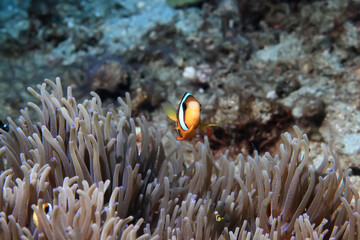 clown fish on an anemone underwater reef in the tropical ocean