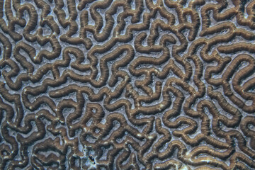 coral texture underwater background reef abstract sea