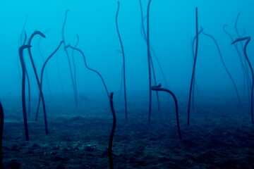 garden of eels underwater, eel sand snake ocean © kichigin19