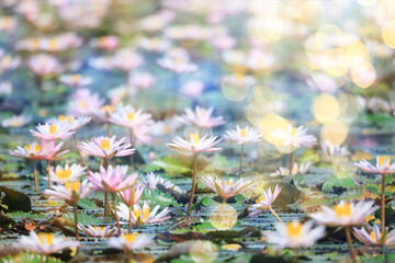 wallpaper spring, blooming lotuses asia flower abstract background