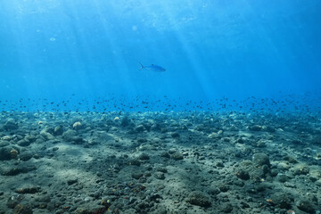 seascape panorama underwater flock of fish in the water