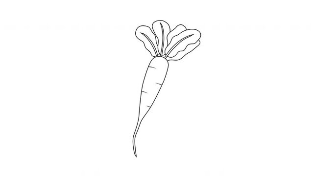 white radish icon sketch animation