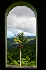 Framed view of palm tree from Yokahu Tower in the El Yunque Rainforest on the island of Puerto Rico, the only tropical rain forest in the United States National Forest System.