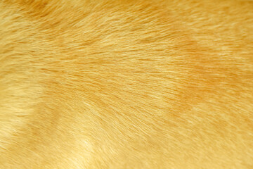 Fototapeta premium Gold brown fur texture or abstract dog hair background