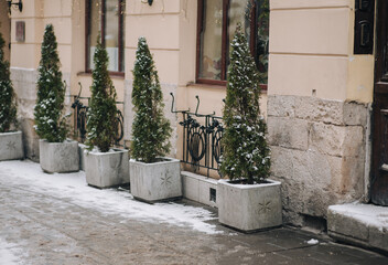 Cypress trees stand in concrete pots along the street in Lviv, Ukraine. Winter on Christmas and New Year's Eve.