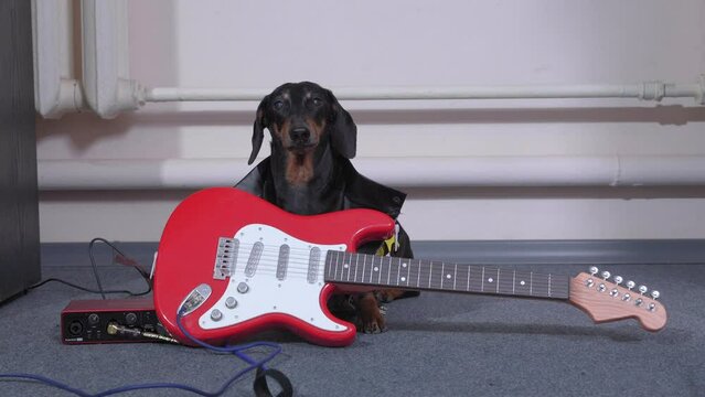 Dachshund dog sits in garage, basement with electric guitar, rehearses performance, carefully looks up, licks his lips. Pet with musical instrument image of creative youth, teenager guitarist of band