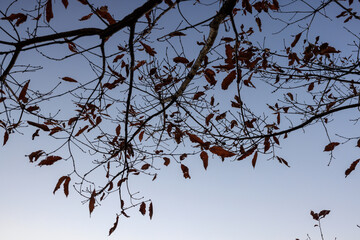 空に伸びる枝　冬の木　木のシルエット