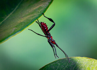 Chinche Asesina Roja