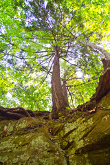 Upward View of Towering Tree in Verdant Michigan Forest