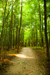 Fototapeta na wymiar Sunlit Forest Pathway in Empire, Michigan