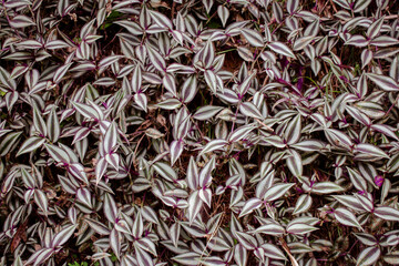 Tradescantia zebrina