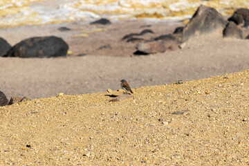 Gray-hooded Sierra Finch bird, in Atacama Desert, Chile.