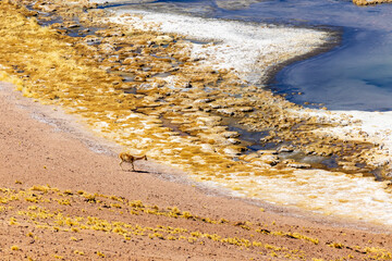 Vicuna in Atacama, Chile