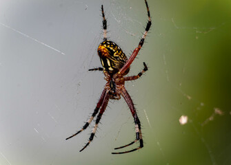 Araña de Jardin