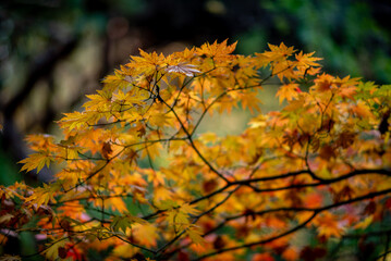 Red leaves foliage in Japan during the Momiji autumn season