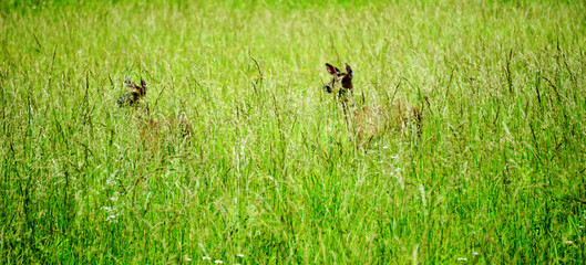 White tailed deers in Great Smoky Mountains National Park. Wildlife watching. large deers with antlers/horns.  