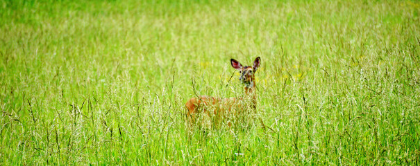 White tailed deers in Great Smoky Mountains National Park. Wildlife watching. large deers with antlers/horns.  