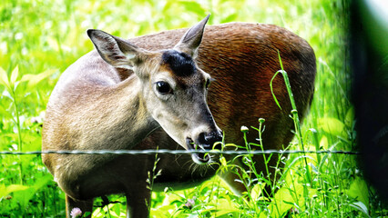 White tailed deers in Great Smoky Mountains National Park. Wildlife watching. large deers with antlers/horns.  