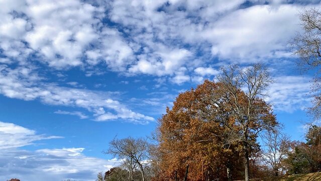trees and sky