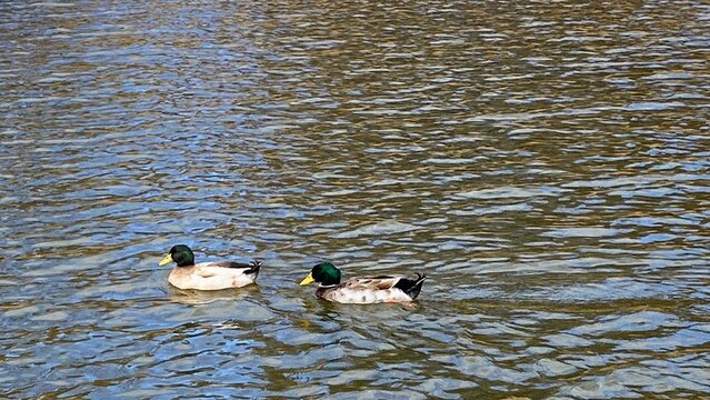 ducks on the lake