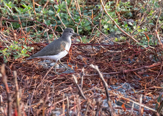 Sandpiper in Kyoto Duck River