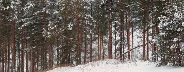 Fototapeta premium Coniferous forest edge in winter. Woodland landscape.
