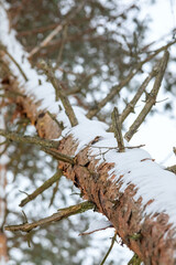 Pine tree trunks covered with snow in winter