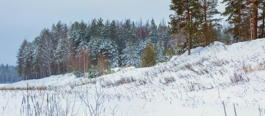 Winter landscape of the shores of a forest lake overgrown with grass.