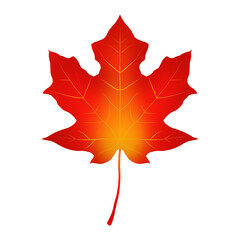 Single sugar maple leaf isolated on white background 