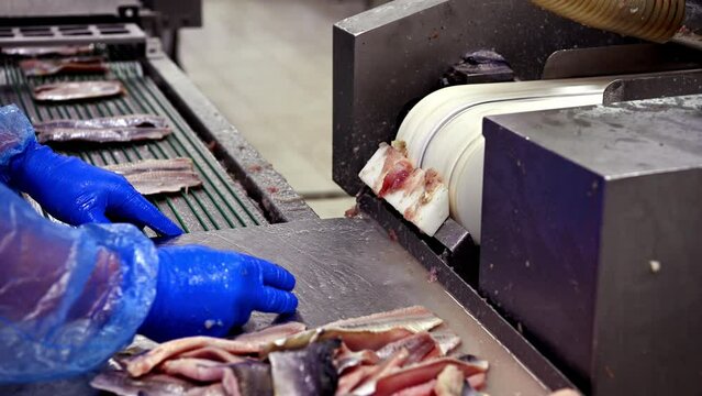 Worker sorts herring fillet at peeling machine tool at plant
