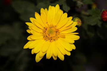 Yellow daisy flower surrounded by ants