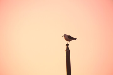 a seagull on a pole
