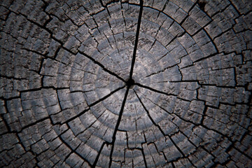 Fototapeta premium a section of a cracked tree