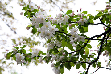 crab apple flowers