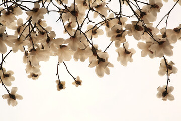magnolia flowers in full bloom