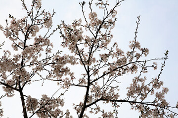 Fototapeta na wymiar cherry blossoms in full bloom