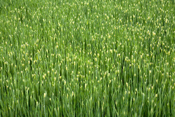 a field of barley in April
