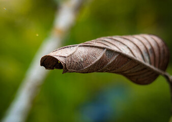 Close up of dry leaves from a tree