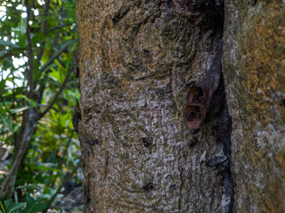 Closeup of a stingless bees native to Malaysia forests