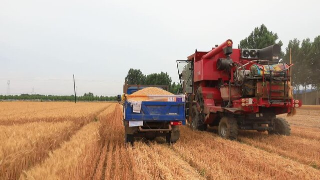 The harvester is dumping wheat in the fields, North China